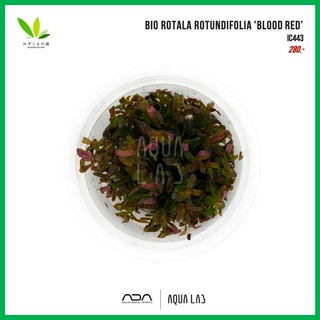 BIO Mizukusa no Mori Rotala rotundifolia Blood red (โรทาร่าบลัดเรด) [ไม้น้ำ - Aquatic Plant]