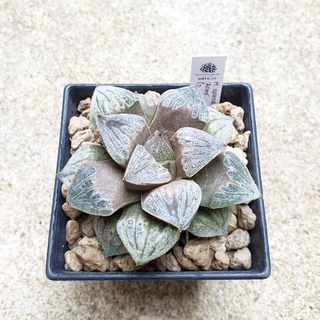 พร้อมส่ง!!ฮาโวเทีย Haworthia splendens hybrid Aries จัดส่งแบบล้างราก