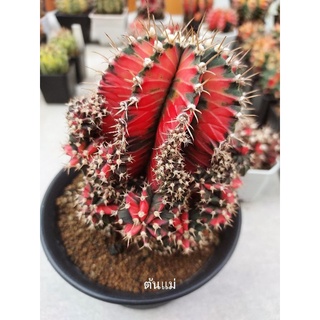 ยิมโนด่าง Gymnocalycium clone Jelly Crystal