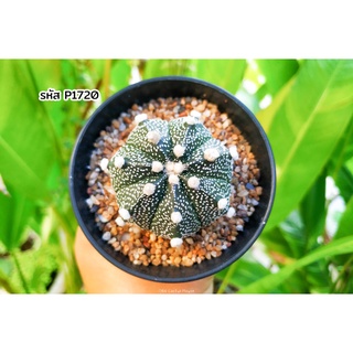 ไม้เมล็ด ลูกผสมโออิโบะ แอสโตรไฟตัม แอสทีเรียส (Astrophytum asterias) แคคตัส