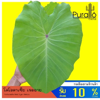 บอน โคโลคาเซียเรดอาย Colocasia Red Eye Gekco ในกระถางขนาด 6-8 นิ้ว #alocasia #Colocasia