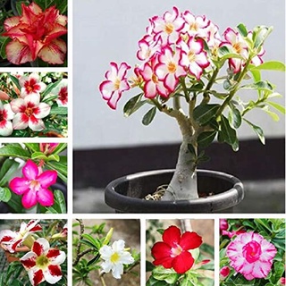 12 เมล็ด เมล็ดพันธุ์ ชวนชม สายพันธุ์ฮอลแลนด์ คละสี Adenium Seeds