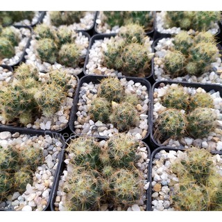 * ซื้อ1แถม1 *  กระบองเพชร แคคตัส (Cactus) แมมเม็ดพริก (Mammillaria Prolifera) ดอกสีขาวเหลืองอ่อน