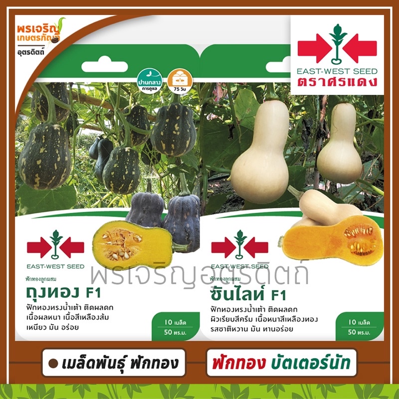 เมล็ดพันธุ์ฟักทอง ฟักทองบัตเตอร์นัท F1 (แบบซอง) เมล็ดฟักทองถุงทอง ฟักทองซันไลท์ เมล็ดพันธุ์ผักสวนครัว ตราศรแดง ราคา ถูกที่สุด ดีลบีเคเค