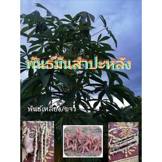 พันธ์มันห้านาที, มันสำปะหลัง, พันธ์ขาวและเหลือง(16ท่อน​)​