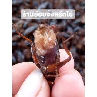จิ้งหรีดไข่ ตัวใหญ่ๆไข่แน่นๆ น้ำหนัก1กิโลกรัมและ500กรัม