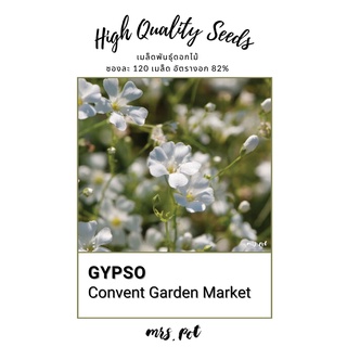 เมล็ดดอกไม้กินได้ Gypsophila สายพันธุ์ Convent Garden Market