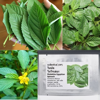 เมล็ดพันธุ์ ใบปอ โมโรเฮยะ Molokhia Egyptian Spinach Seed 180 เมล็ด คุณภาพดี ราคาถูก ของแท้ 100%