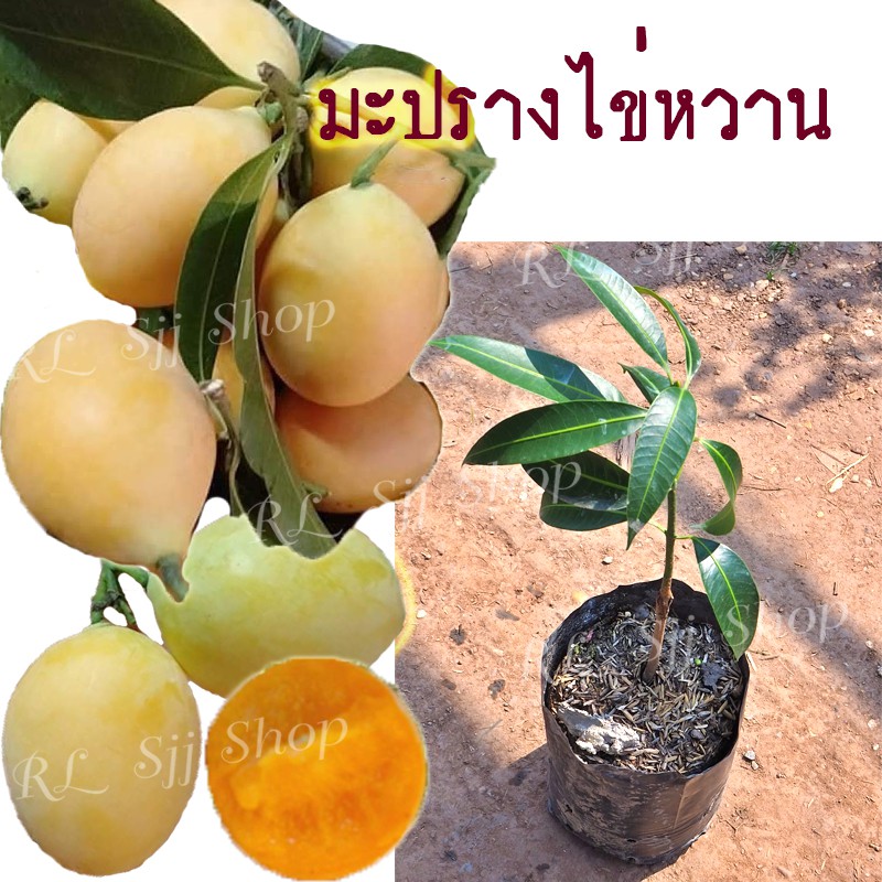My Image 6