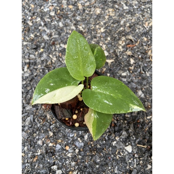 โชคเก้าชั้น (Anthurium Hybrid)