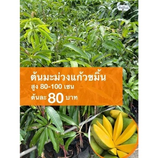 ต้นมะม่วงแก้วขมิ้น ต้นละ 80 บาท