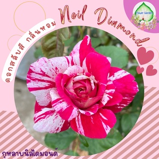 Flower Garden F421 กุหลาบ Neil Diamond (นิลไดมอนด์) กุหลาบพุ่ม ดอกหอม ขนาดถุงใหญ่