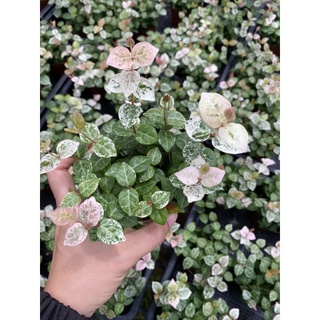 โตเกียวสโนว์ Tokyo Snow ❄️ สีสวย ใบด่างขาวชมพู