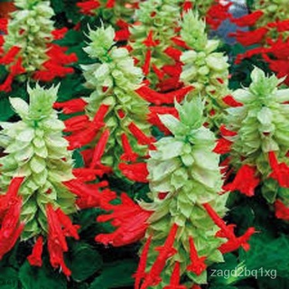 Salvia Sangriaปลูกเมล็ด (4เมล็ด) Flowerเมล็ด/ดอกไม้/สวน/สวน/ดอกทานตะวัน/ดอกไม้/หญ้า/ข้าวโพด/สวนผลไม้/กล้วย/seedsเมล็ด/ดอ