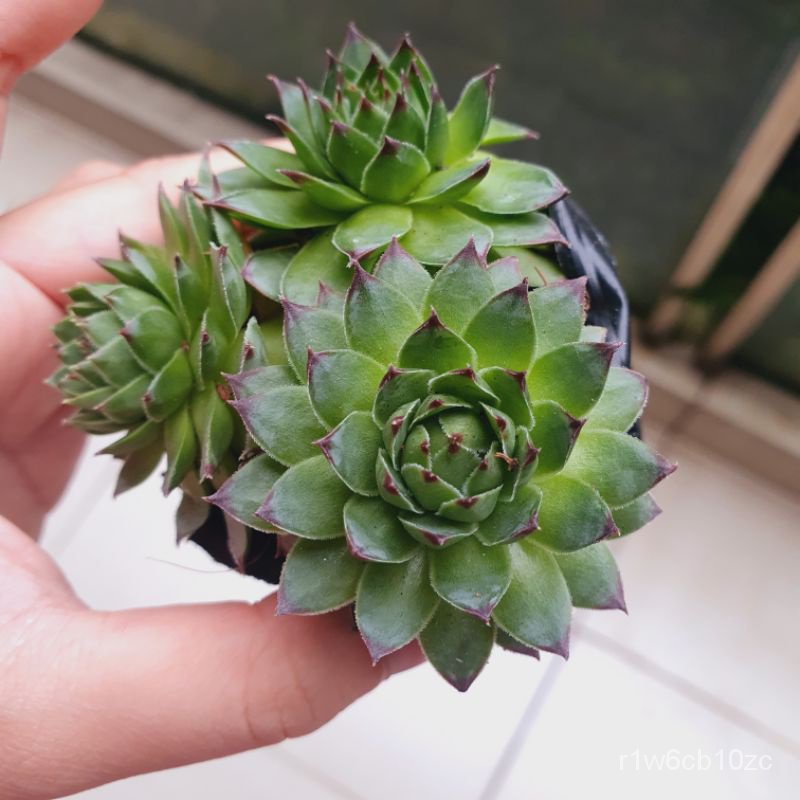 [SG SELLER] Sempervivum Rosette Succulent通心菜/裙子/帽子/母婴/男装/鲜花/玫瑰/苹果/种子/seeds/ PDOV