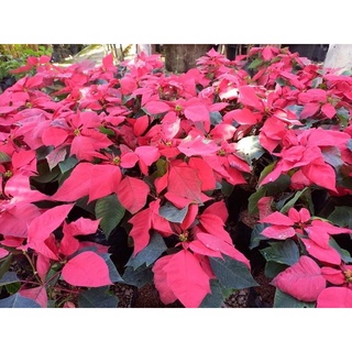 ต้นคริสต์มาส แดง หรือต้น Poinsettia (พอยน์เซตเทีย)