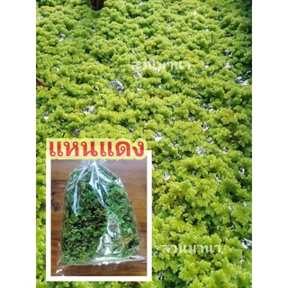 แหนแดงพันธุ์เกษตรแพร่ขยายเร็วมาก(ไมโครฟิลลา)​15บาท