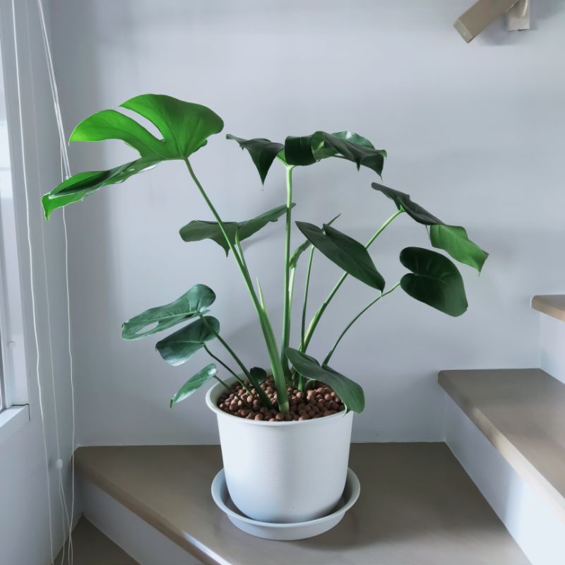 🌲🌲 ต้นมอนสเตอร่า Monsteraชุดใหญ่ 2ต้น 2กอ พร้อมกระถาง12