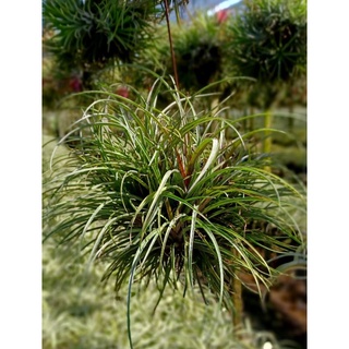 Tillandsia/capitata/domingensis