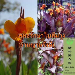 พุทธรักษาใบสีม่วง(ว่านญานรังษี)