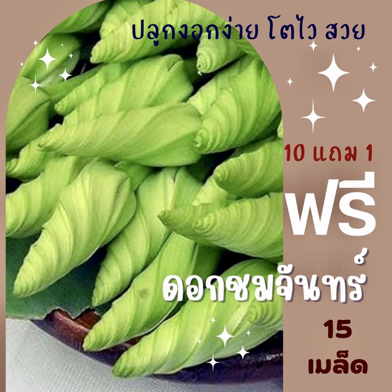 เมล็ดดอกชมจันทร์ ดอกชมจันทร์ ชมจันทร์ ✅ราคาถูก🪴ปลูกง่าย ปลูกไว้ทานเอง🔥ซื้อ10แถม1 คละได้🔥