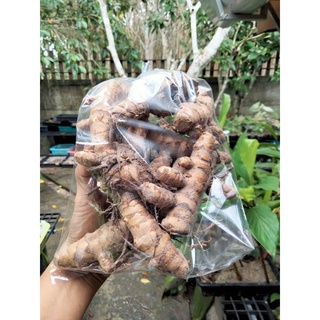 ขมิ้นอ้อย1กก. หัวขมิ้นอ้อย สมุนไพร