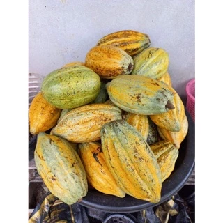 🍀เมล็ดงอกโกโก้ พร้อมปลูก พันธุ์ชุมพร1 เมล็ดละ 1-2 บาท พร้อมเมล็ดแถม อายุต้นพันธุ์ 30++🍀