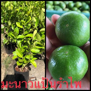 ต้นมะนาวแป้นรำไพเปลือกบางกลิ่นหอม(1ต้น)ราคา230บาท