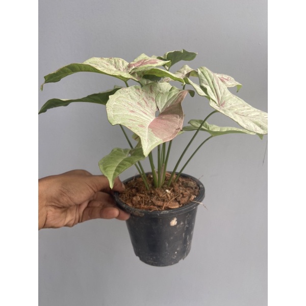 Syngonium Milk Confetti เงินไหลมาด่างชมพู ต้นใหญ่ฟอร์มสวย คัดลายด่าง ...