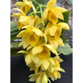 กล้วยไม้ เอื้องจำปาน่าน Dendrobium sulcatum กล้วยไม้ไทยหายาก ดอกหอมมาก 1 ต้นใหญ่