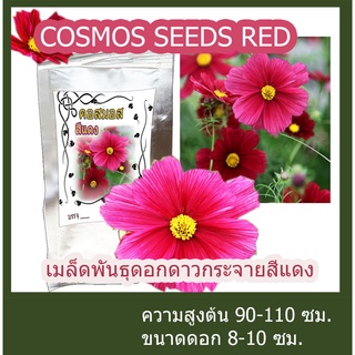 เมล็ดพันธุ์ ดอกดาวกระจายสีแดง ดอกคอสมอส ต้นสูง Red Cosmos Flower seed บรรจุ 5 กรัม