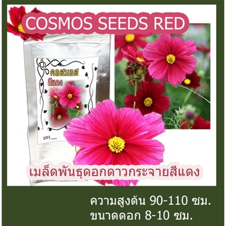 เมล็ดพันธุ์ ดอกดาวกระจายสีแดง ดอกคอสมอส ต้นสูง Red Cosmos Flower seed บรรจุ 5 กรัม