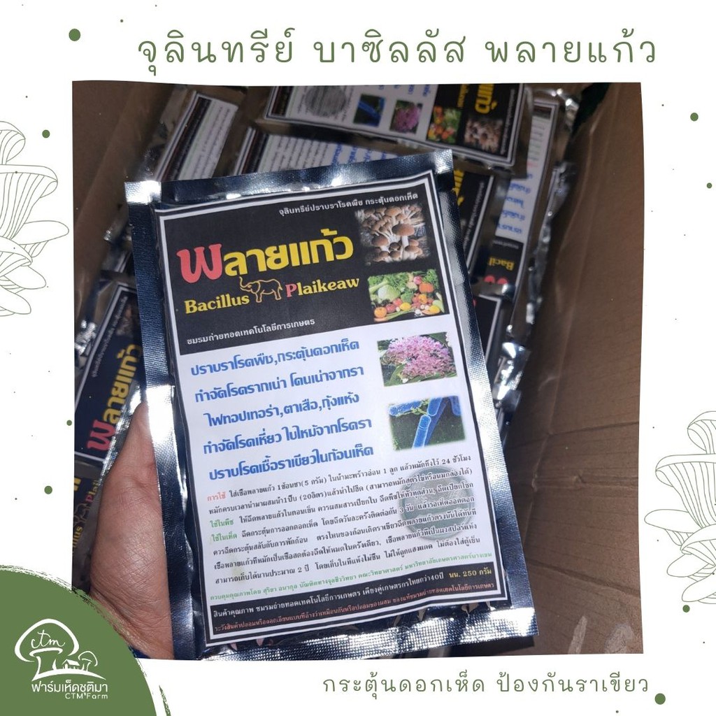จุลินทรีย์บาซิลลัส พลายแก้ว ปราบราเขียวในเห็ด กระตุ้นสร้างดอกเห็ด B.PLAIKEAW