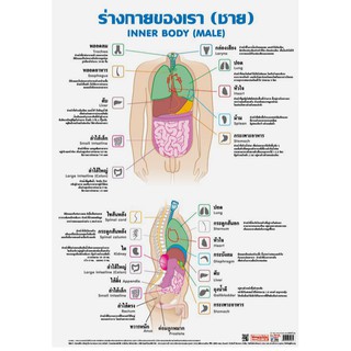 โปสเตอร์เรื่องอวัยวะในร่างกายชาย #EP-064 โปสเตอร์พลาสติก