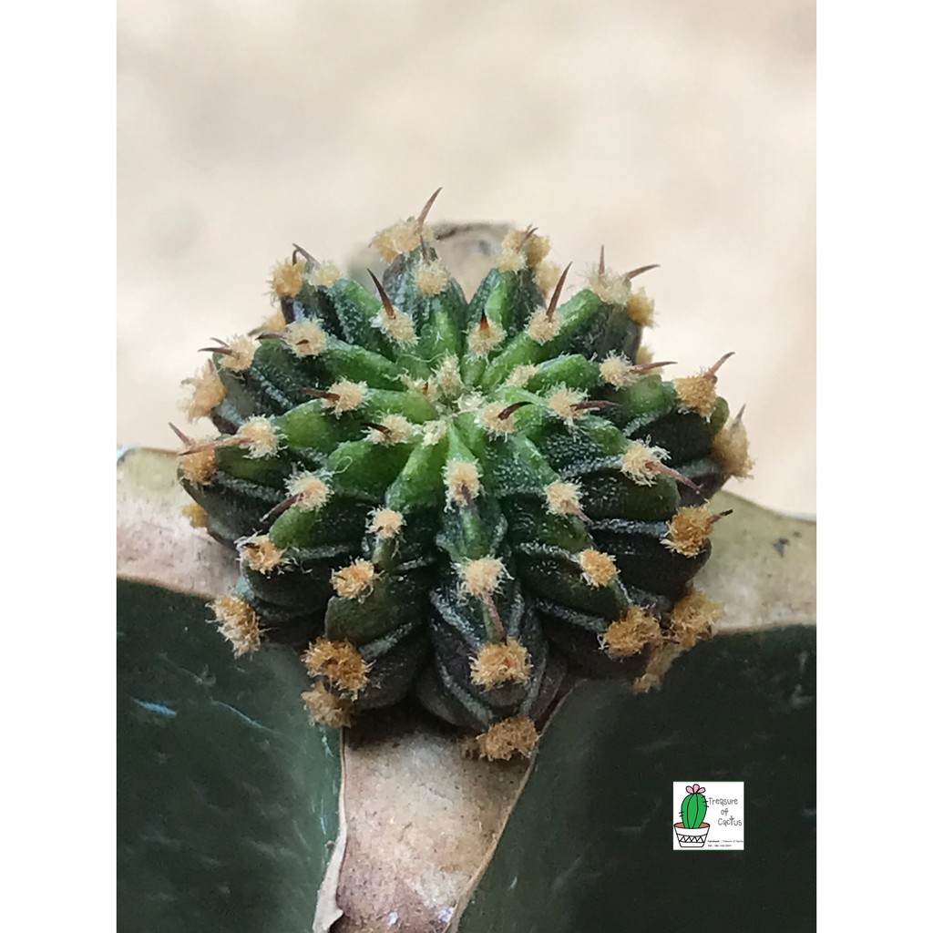 แคคตัส LB2178 แท้  Gymnocalycium mihanovichii LB2178 ‘Agua Dulce’ (เชื้อคริส)