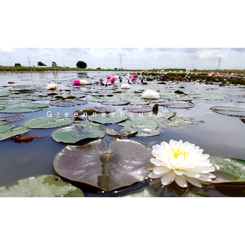 บัวฝรั่งชื่อมัลลิกา Waterlily (Newมาใหม่จ้า)ดอกใหญ่ขาวกลมมากออกตลอดปีจ้า - รูปที่ 5