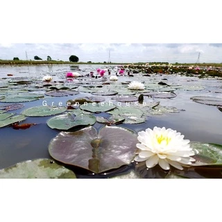 บัวฝรั่งชื่อมัลลิกา Waterlily (Newมาใหม่จ้า)ดอกใหญ่ขาวกลมมากออกตลอดปีจ้า