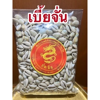 หอยเบี้ย เบี้ยจั่น เบี้ยจั่นหอยเบี้ยคละไซส์ขายยกถุงราคาไม่แพงมีทั้งสีธรรมดาและสีเหลืองนวลเงา