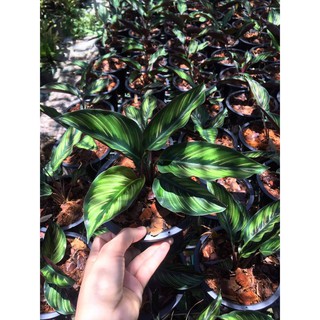 คล้าบิวตี้สตาร์ calathea beauty star ต้นไม้ฟอกอากาศ ไม้มงคล