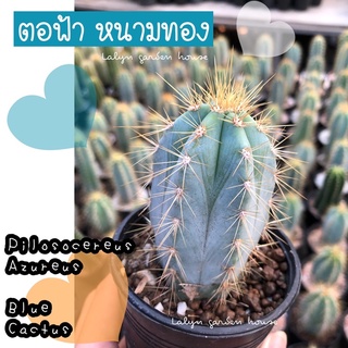 🌵❄️ตอฟ้า หนามสีทอง Pilosocereus Azureus (ขนาด1-12cm) ไม้ลำ ตกแต่งบ้าน ผิวสีฟ้าสวยมากๆค่ะ 🌵❄️