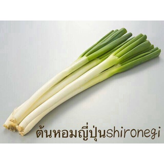 （มีของแจก）ต้นหอมญี่ปุ่น - Tokyo Long White Bunching Onionบรรจุซองละ   150เมล็ด   50 บาท MQFT