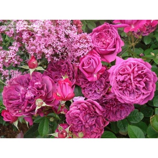 30 เมล็ด ดอกกุหลาบ สีม่วง พันธุ์แคระ กุหลาบจิ๋ว Rose Seeds