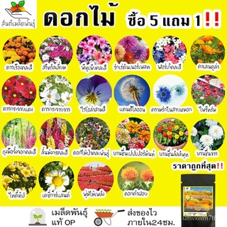เมล็ดพันธุ์ ซองสุ่มเมล็ดพันธ์ุ (เมล็ดผัก/เมล็ดผลไม้/เมล็ดดอกไม้) เดซี่สีขาว/เคลใบหงิก/คาโมมายล์/แรดิชเชอรี่สีแดง/แครอทจิ