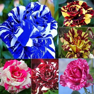 เมล็ดพันธุ์ กุหลาบ สตาร์แอนด์สไตร้พส์ Tiger Striped Rose Seeds สี ขาว-ฟ้า ดอกใหญ่ นำเข้าจากต่างประเทศ 30 เมล็ด