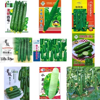 เมล็ด แตงกวาญี่ปุ่น แตงกวาดัช แตงร้านลายยักษ์ แตงร้านขาว Japanese  Cucumber / Dutch Cucumber  เมล็ดนำเข้า