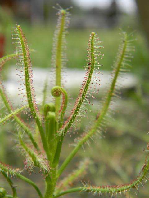 เมล็ดพืชกินแมลงD.indica green(หญ้าน้ำค้าง,หยาดน้ำค้าง)50 เมล็ด พร้อมคู่มือการเพาะเมล็ด