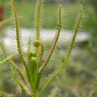 เมล็ดพืชกินแมลงD.indica green(หญ้าน้ำค้าง,หยาดน้ำค้าง)50 เมล็ด พร้อมคู่มือการเพาะเมล็ด