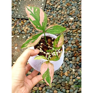 เงินไหลมาด่างชมพู (Syngonium Podophyllum Pink Splash)  ต้นไม้ฟอกอากาศ