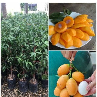 🍊มะยงชิดพันธุ์ทูลเกล้าทาบกิ่งสูง80-100cm.