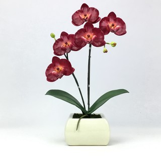 OrientalFineArt ดอกกล้วยไม้ phalaenopsis ในกระถางเซรามิคสไตล์โมเดิร์นคลาสสิค สำหรับประดับตกแต่งบ้าน